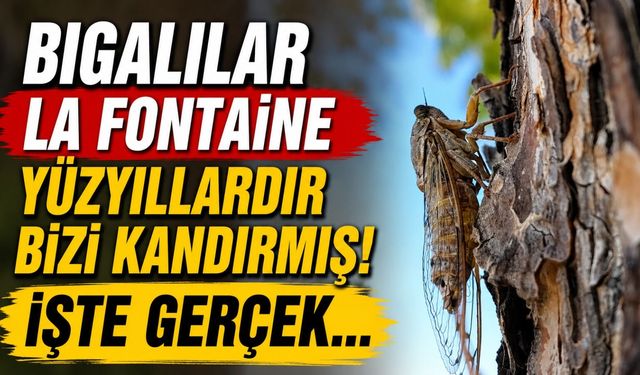 Bigalılar La Fontaine yüzyıllardır bizi kandırmış! İşte gerçek…