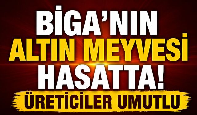 Biga'nın altın meyvesi hasatta! Üreticiler umutlu
