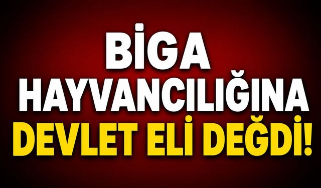 Biga hayvancılığına devlet eli değdi!