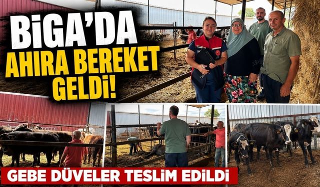 Biga’da ahıra bereket geldi! Gebe düveler teslim edildi