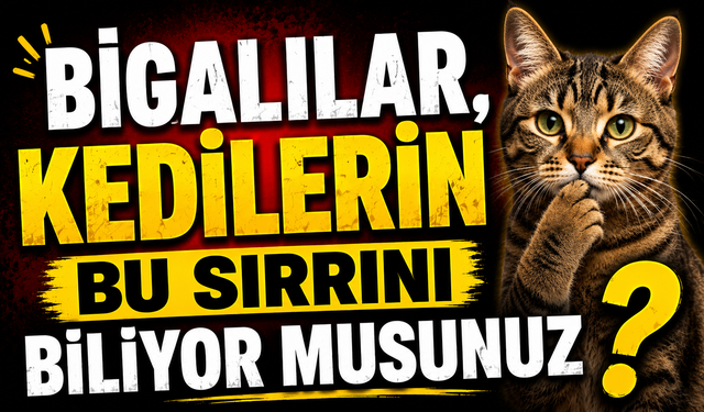 Bigalılar, kedilerin bu sırrını biliyor musunuz?
