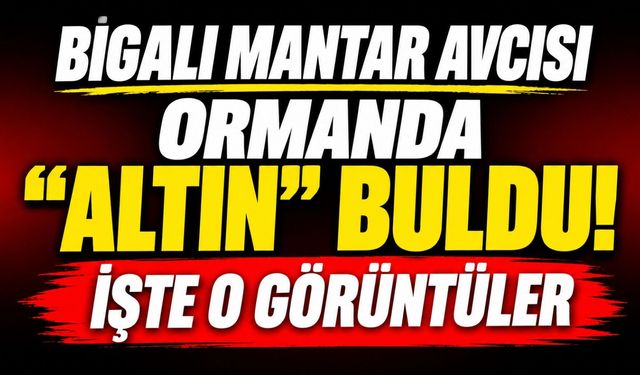 Bigalı mantar avcısı ormanda "altın" buldu! İşte o görüntüler