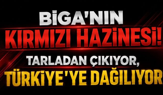 Biga’nın kırmızı hazinesi! Tarladan çıkıyor, Türkiye’ye dağılıyor