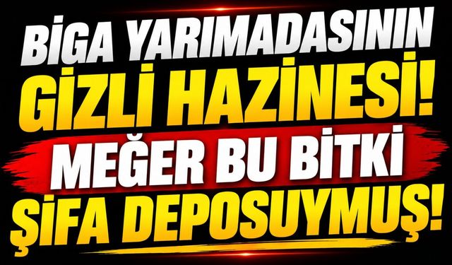 Biga Yarımadasının gizli hazinesi! Meğer bu bitki şifa deposuymuş