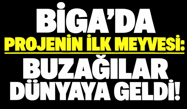 Biga’da projenin ilk meyvesi: Buzağılar dünyaya geldi!