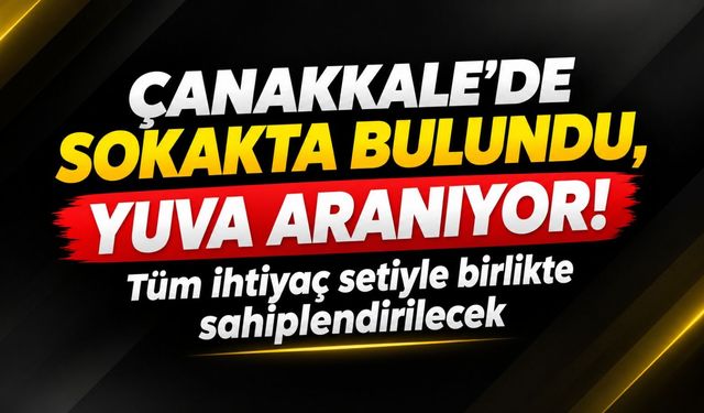 Çanakkale'de sokakta bulundu, yuva aranıyor: Tüm ihtiyaç setiyle birlikte sahiplendirilecek