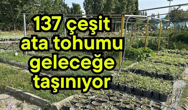 137 çeşit ata tohumu geleceğe taşınıyor