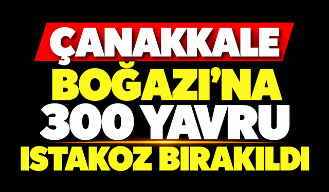 Çanakkale Boğazı'na 300 yavru ıstakoz bırakıldı