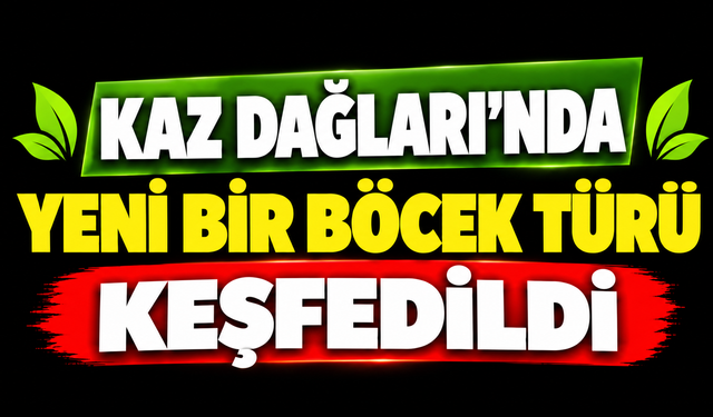 Kaz Dağları'nda yeni bir böcek türü keşfedildi