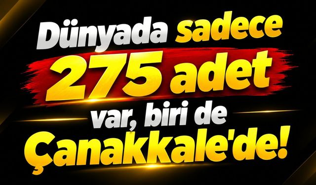 Dünyada sadece 275 adet var, biri de Çanakkale'de!