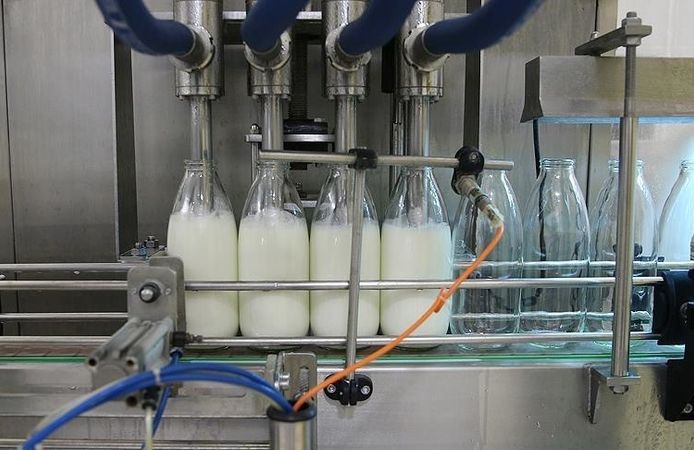 Toplanan inek sütü miktarı 892 bin 886 ton oldu