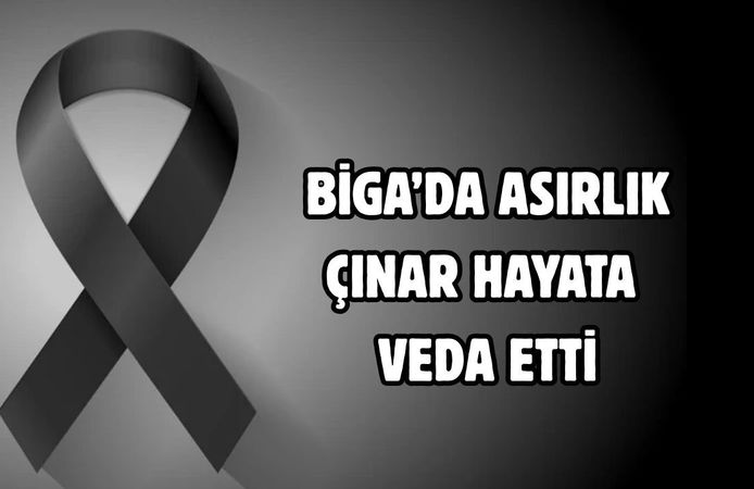 Biga’da asırlık çınar hayata veda etti