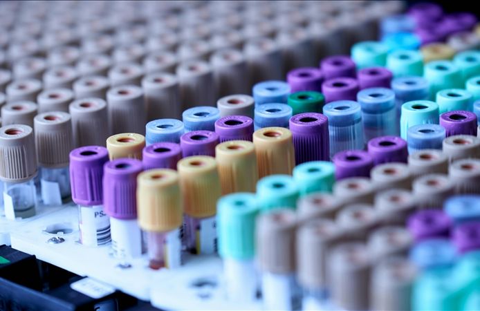 Evcil kedilerden insanlara uzanan şifa umudu