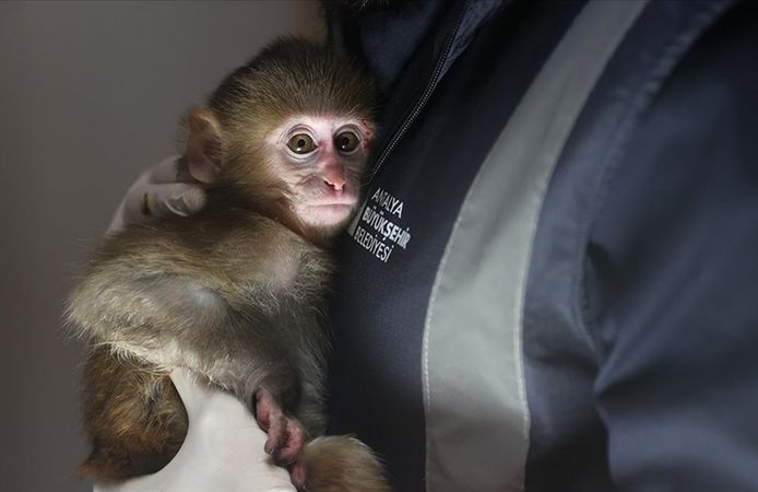 Maymun yavrusu portakal rehabilitasyonda