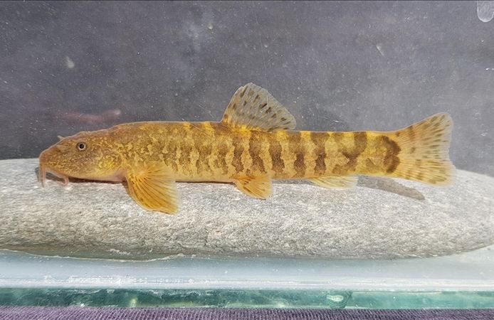 Türkiye'de her 3 tatlı su balığından biri tehlike altında