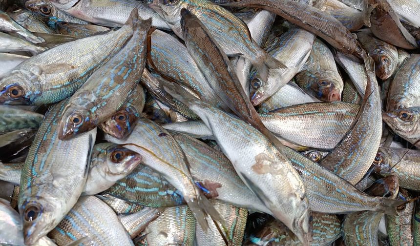 Biga’da Tezgahların yeni gözdesi menekşe balığı oldu
