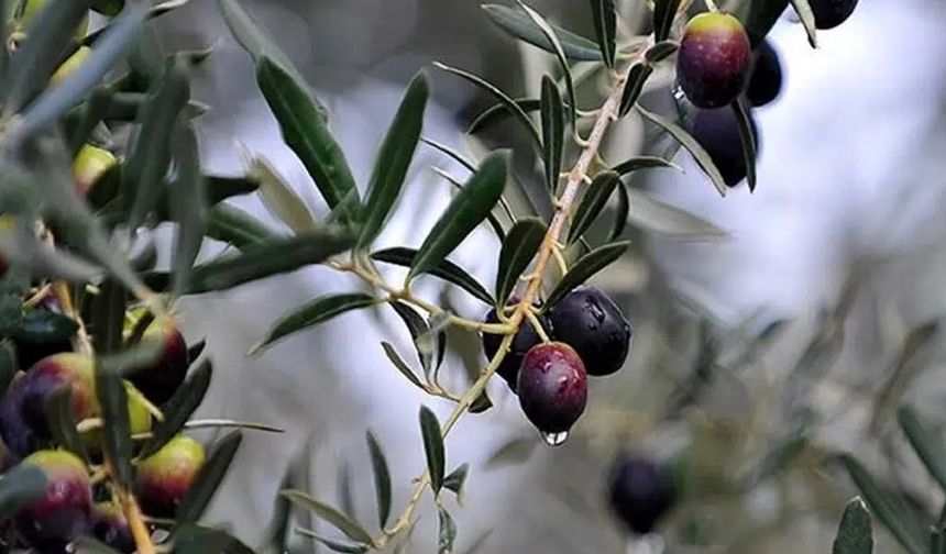 Zeytin ağaçlarındaki çiçeklenme yüksek rekolte için üreticiyi umutlandırdı
