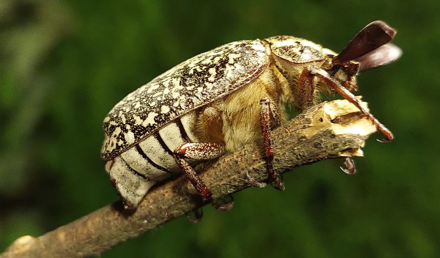 Çanakkale'de Doğanın Muhteşem Yüzü: Tıs Tıs Böceği