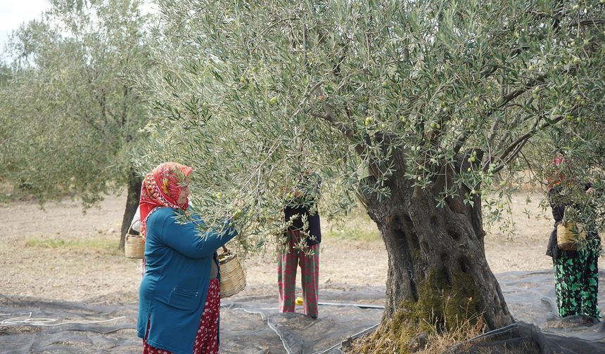 Türkiye'nin önemli zeytin üretim merkezlerinden Ayvalık'ta hasat başladı