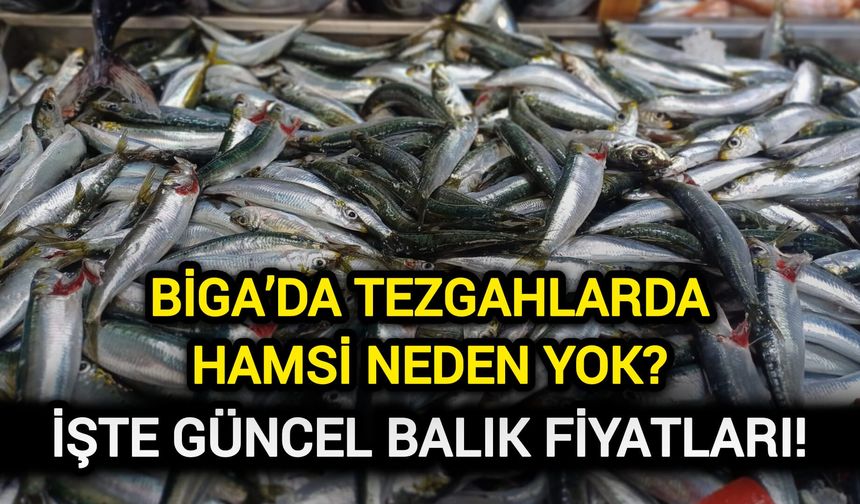 Çanakkale Biga’da tezgahlarda hamsi neden yok?