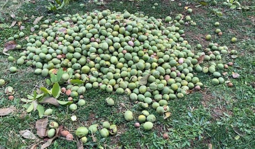 Çanakkale Biga’da ceviz hasadı başladı