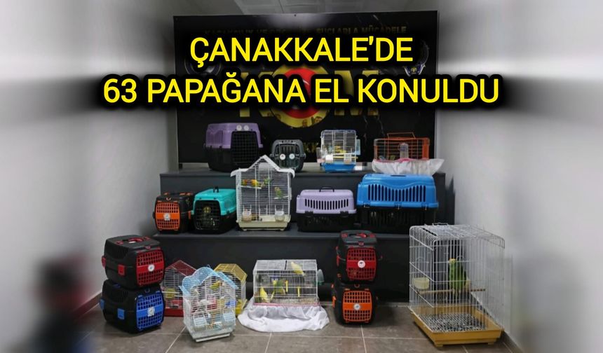 Çanakkale’de Kaçak Yolla Getirilen 63 Papağana El Konuldu!