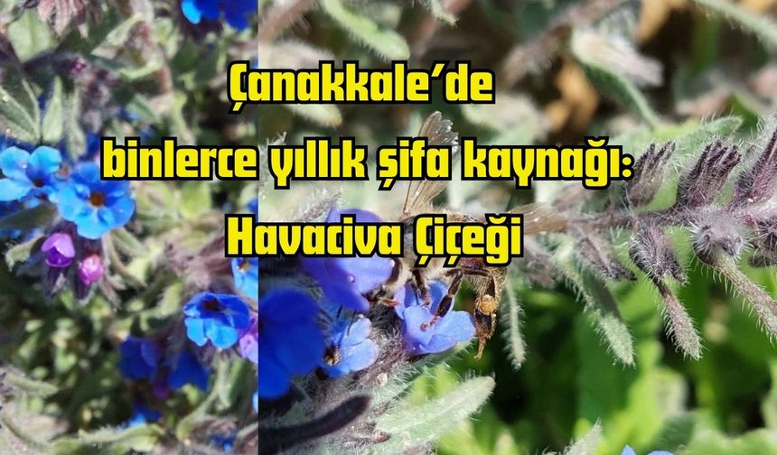Çanakkale’de binlerce yıllık şifa kaynağı: Havaciva Çiçeği