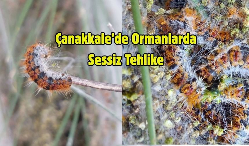 Çanakkale’de Ormanlarda Sessiz Tehlike: Çamkese Böceği Popülasyonu Artıyor!