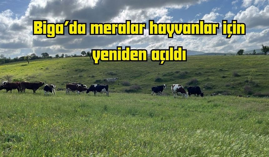 Biga’da meralar hayvanlar için yeniden açıldı