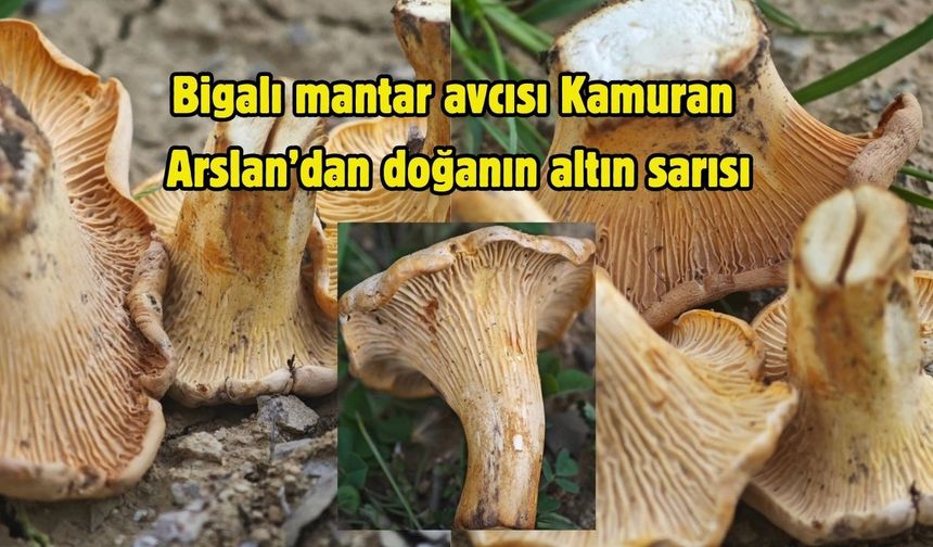 Bigalı mantar avcısı Kamuran Arslan’dan doğanın altın sarısı