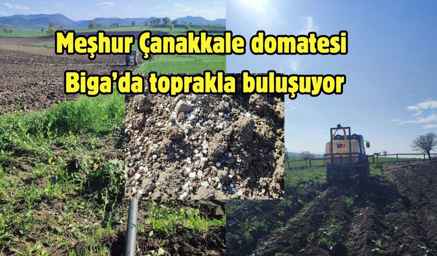 Meşhur Çanakkale domatesi Biga’da toprakla buluşuyor