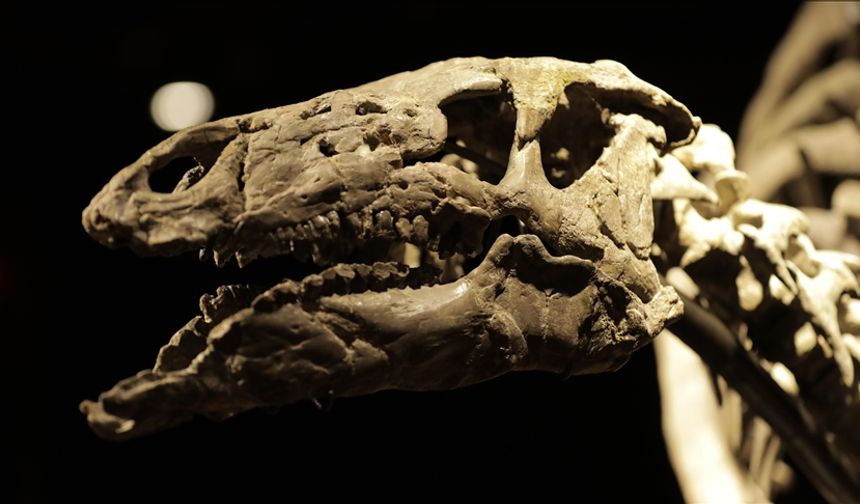 Skye Adası'nda 167 milyon yıllık dinozor izleri