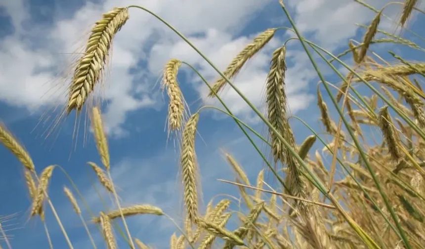 Çanakkale Biga’da 64 ton çeltik tohumu dağıtılacak!