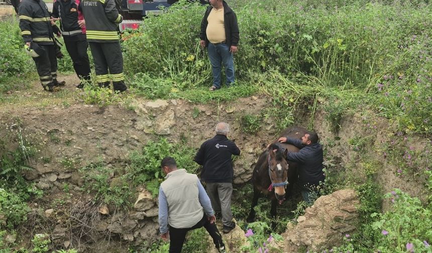 Çukura düşen at itfaiye tarafından kurtarıldı