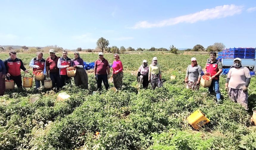 Çanakkale’de Domates Bereketi: Tarım Müdürü Hasatta