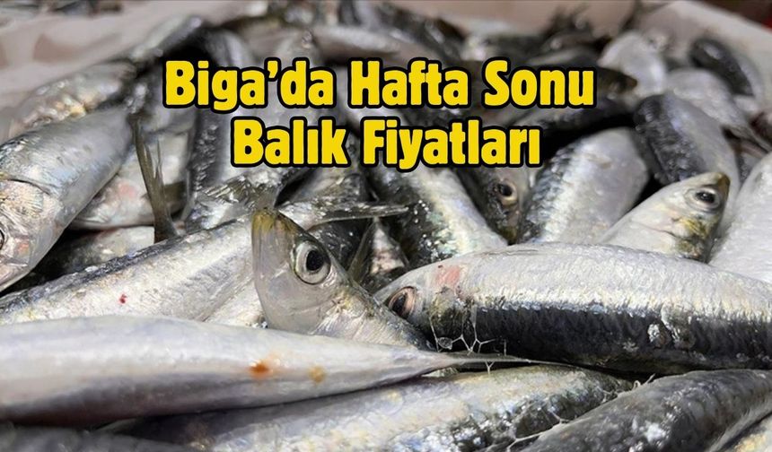 Biga’da Hafta Sonu Balık Fiyatları