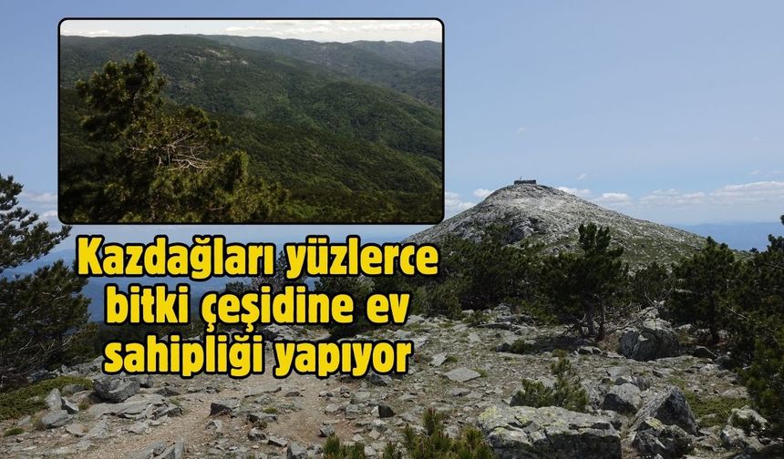 Kazdağları yüzlerce bitki çeşidine ev sahipliği yapıyor