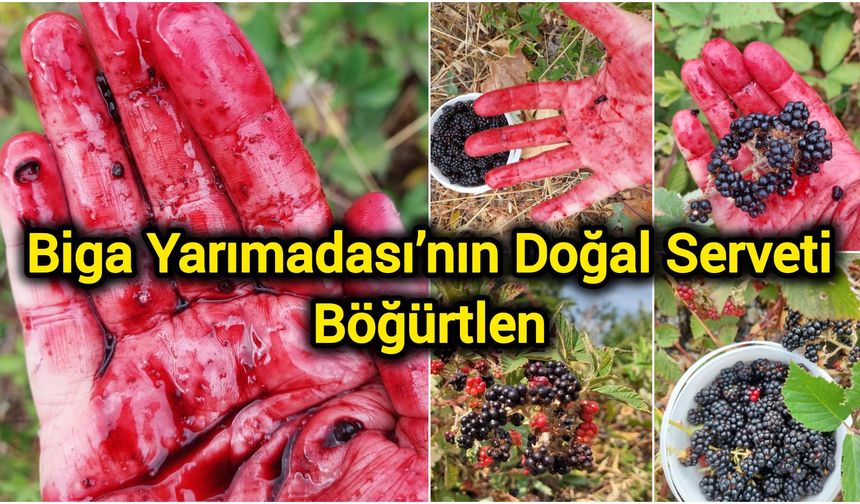 Biga Yarımadası’nın Doğal Serveti: Böğürtlen