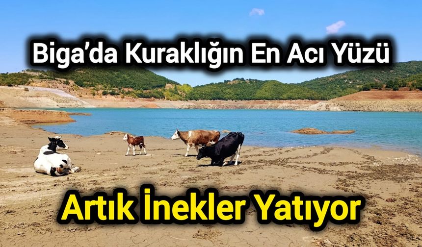 Çanakkale Biga’da Kuraklığın En Acı Yüzü: Artık İnekler Yatıyor