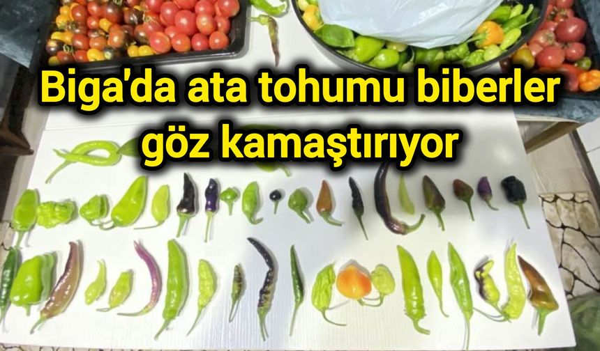 Çanakkale Biga'da ata tohumu biberler göz kamaştırıyor