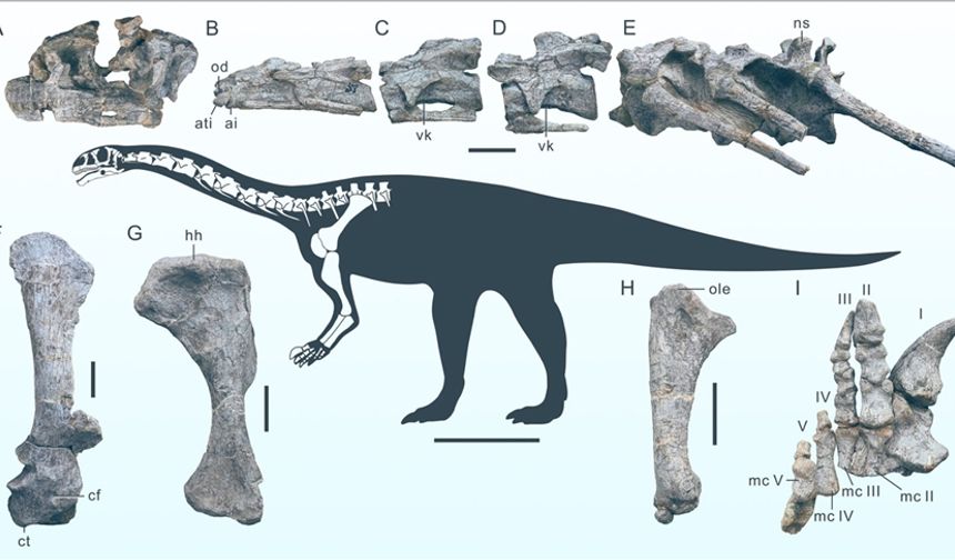 Yeni bir dinozor türüne ait fosil bulundu