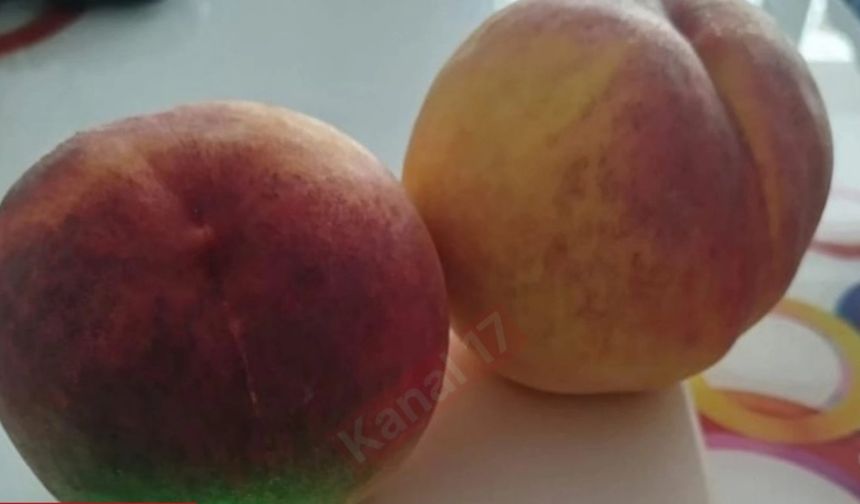 Çanakkale’de Şeftali Rekoru Kırıldı: İki Şeftali bakın kaç kilo!