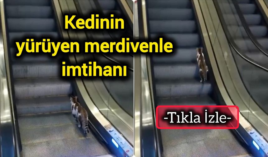 Kedinin yürüyen merdivenle imtihanı (Tıkla İzle)