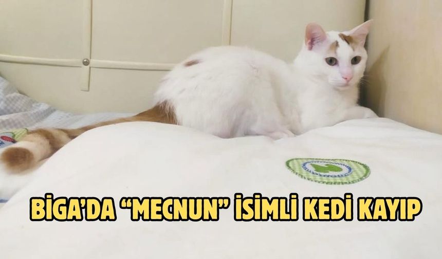 Biga’da “Mecnun” İsimli Kedi Kayıp