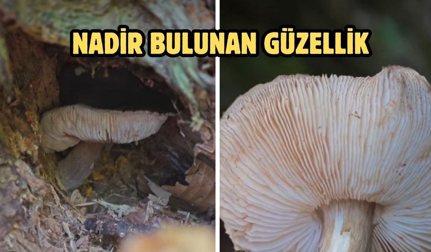 Nadir bulunan güzellik