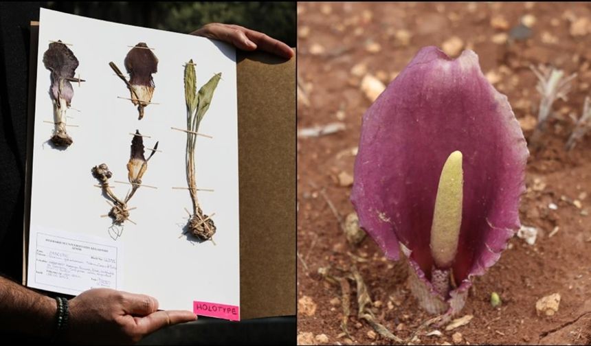 Çiftçinin keşfi dünyaya yayıldı