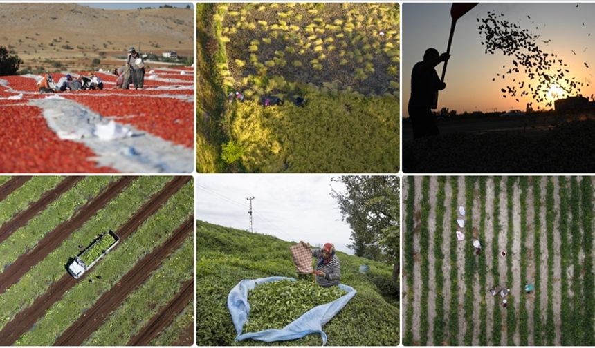 TÜİK Açıkladı: Tarım Sayımı %80 Tamamlandı