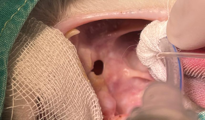 Yüksekten Düşen Kedi, Dünyada Nadir Uygulanan Teknikle Kurtarıldı