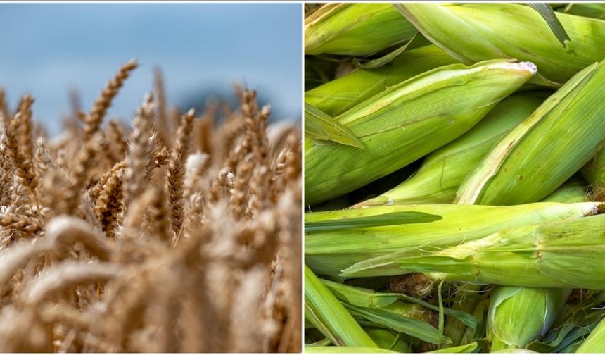 Arpa ve mısır ithalatı artıyor