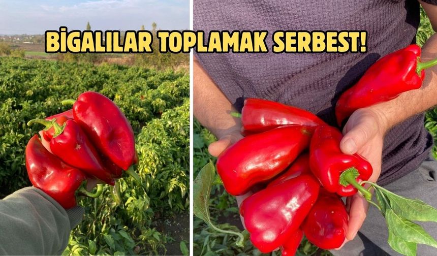 Çanakkale Biga’da kapya biberler tarladan ücretsiz!
